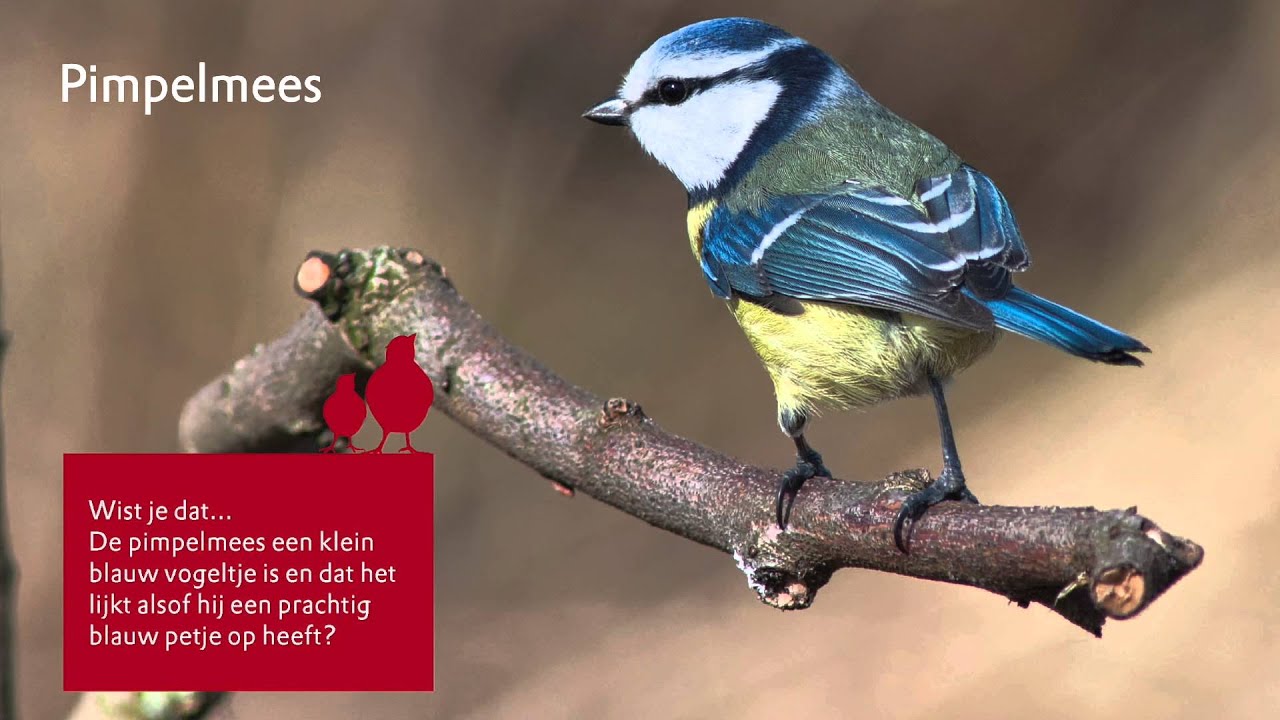 Natuurmonumenten vogelfilmpje 1
