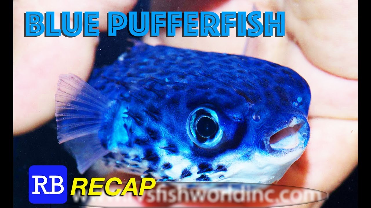 Blue Pufferfish, Fluoro Dragon & The ZissouOne On The RB Recap
