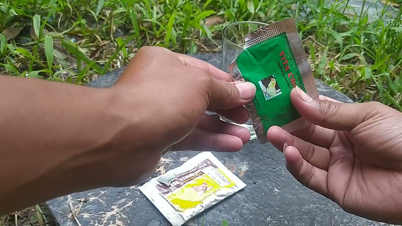 Cara Agar Perkutut Cepat Bertelur #burungperkutut #perkutut #kututbangkok #perkututmajapahit