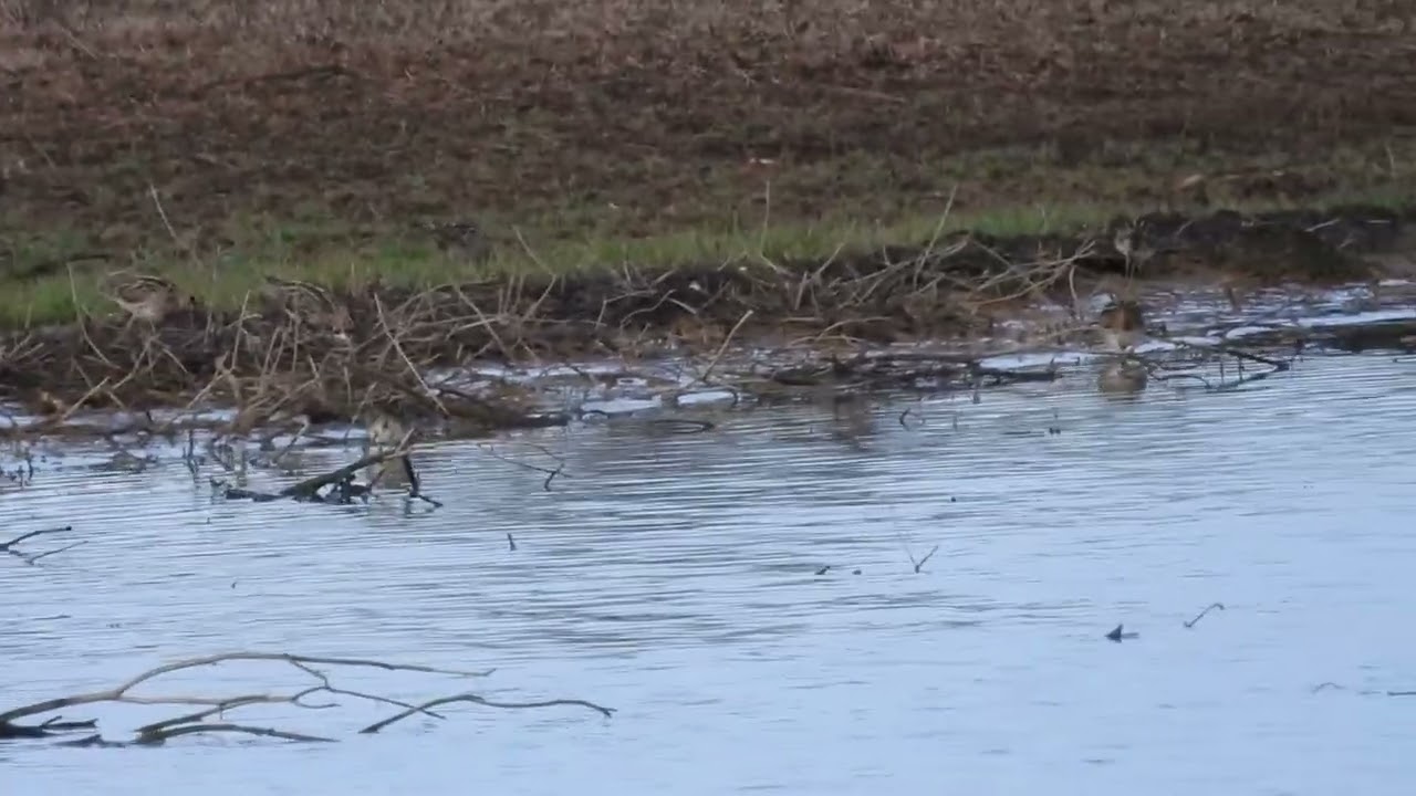 48 Snipe respite during migration