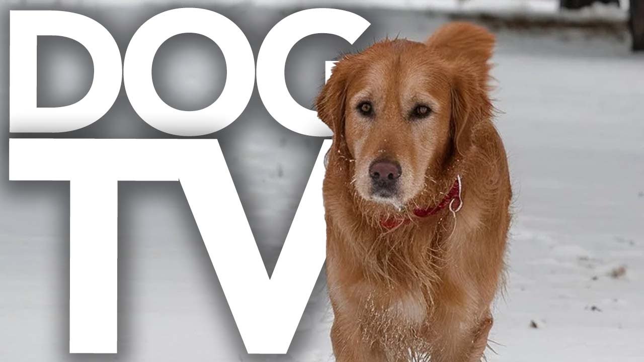 DOG TV - TV For Dogs to Watch - Relaxing Dog Walking and Music for Dogs 🌈