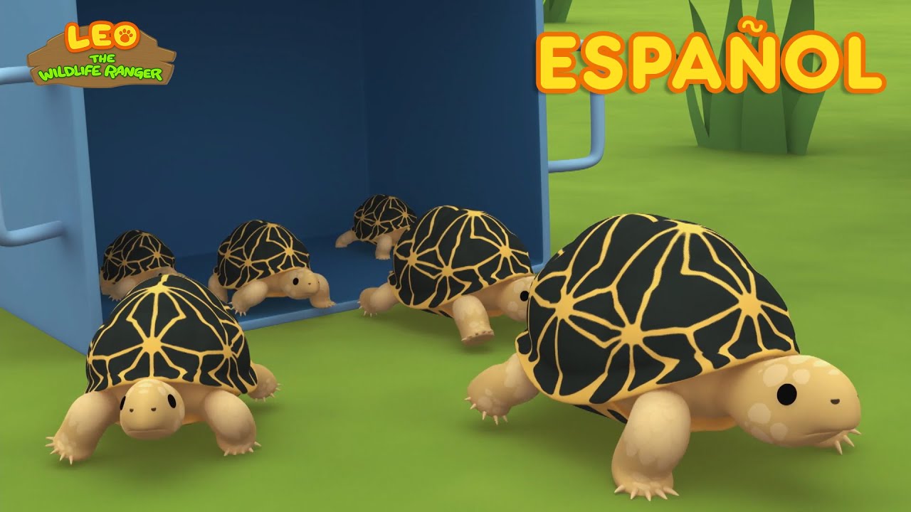 La Tortuga Estrellada de la India (Español) - Leo, El Explorador Episodio | Animación - Familia