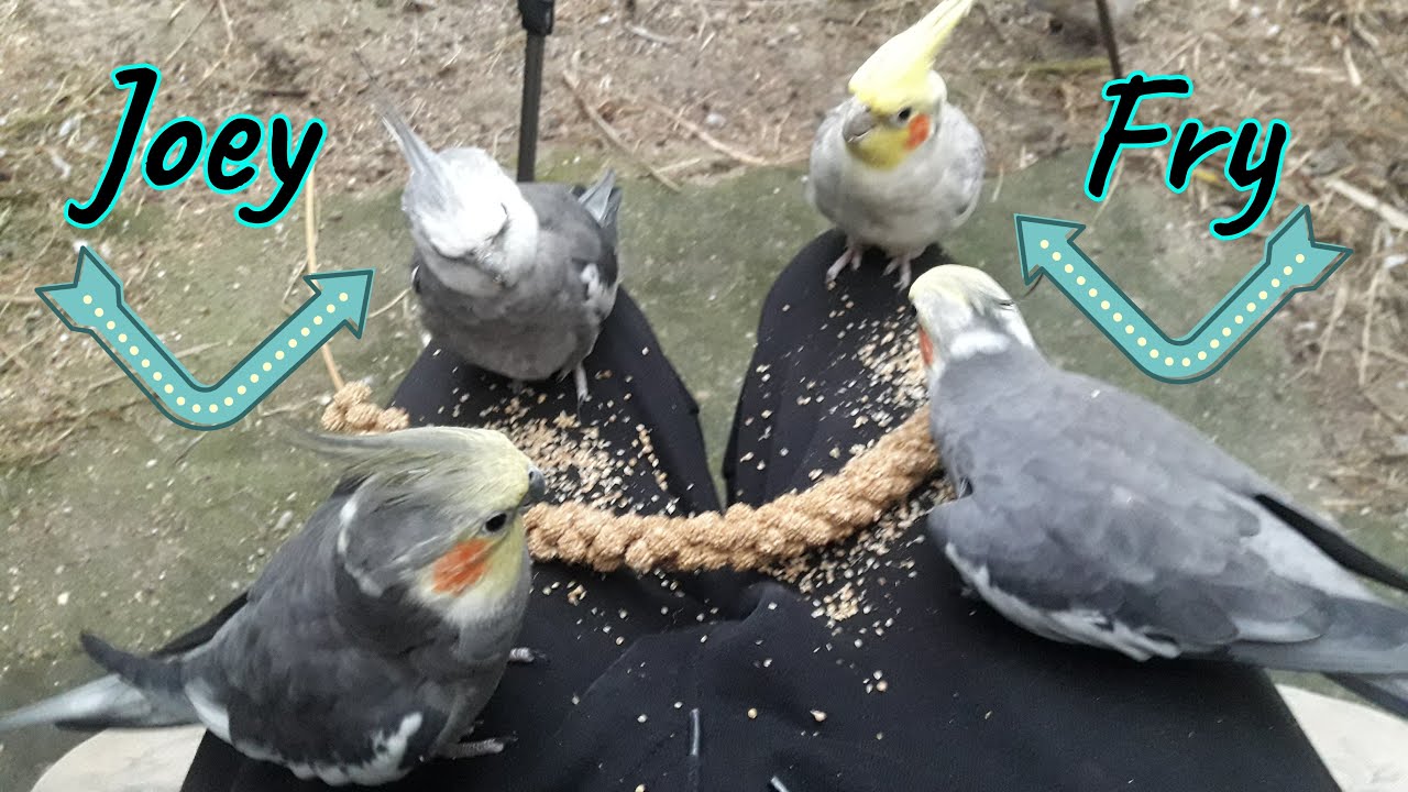 Introducing Our COCKATIELS