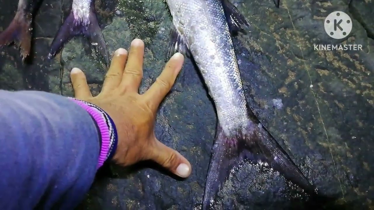 RETURNING TO MY OLD SPOT| BARRACUDA FISHING AT NIGHT