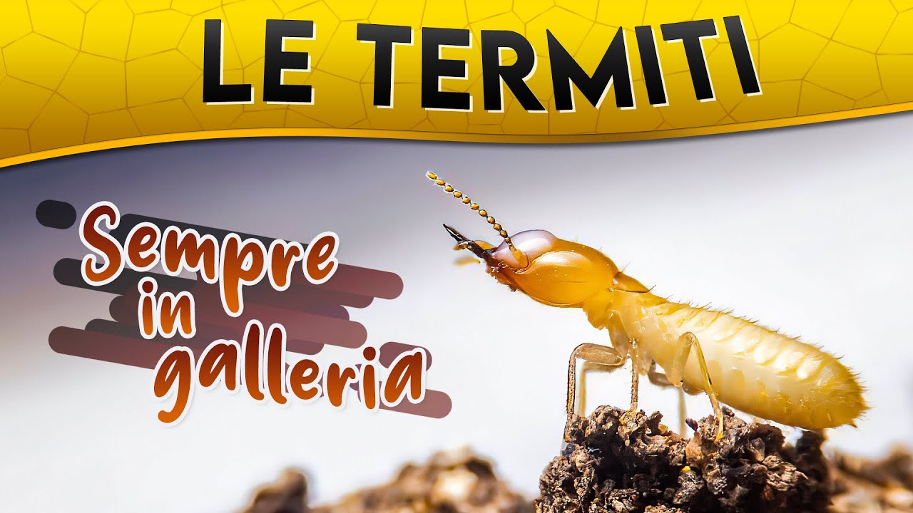 Le Termiti: sempre in galleria ► Puntata 67