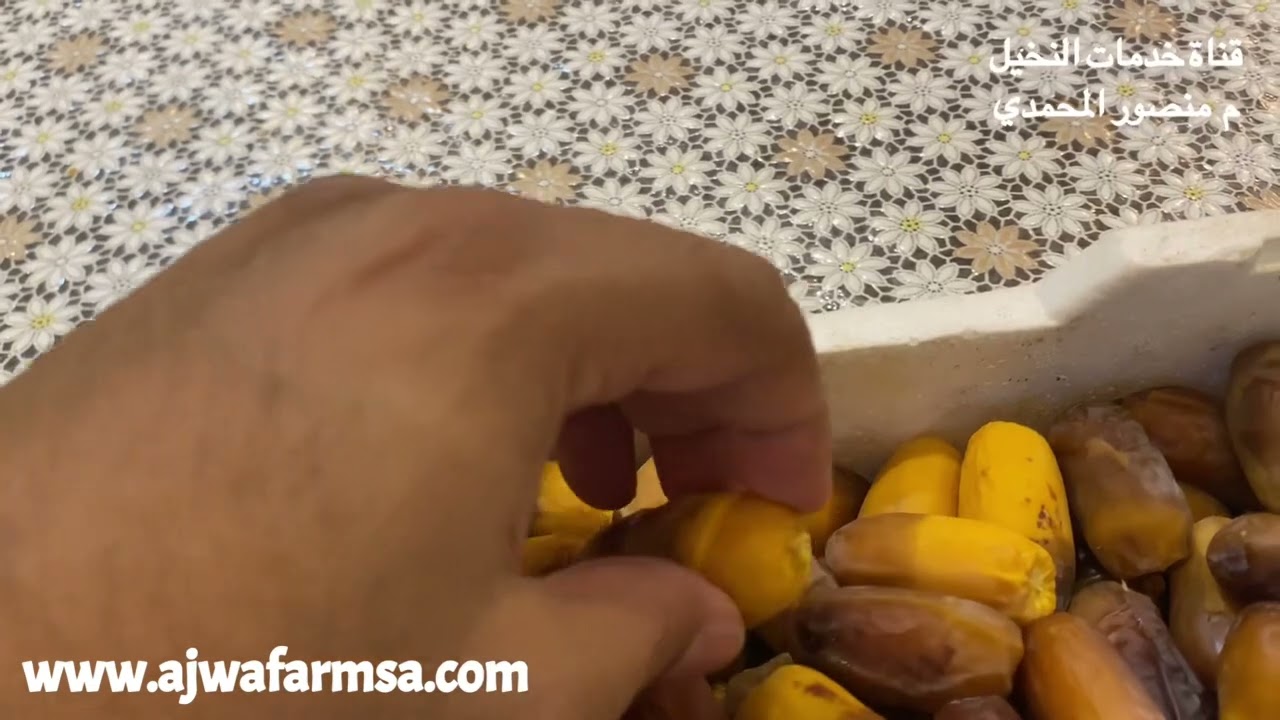 التعريف برطب نخلة برني العلا ( المبروم  ) Barni Oula (Mabroom Dates) - www.ajwafarmsa.com