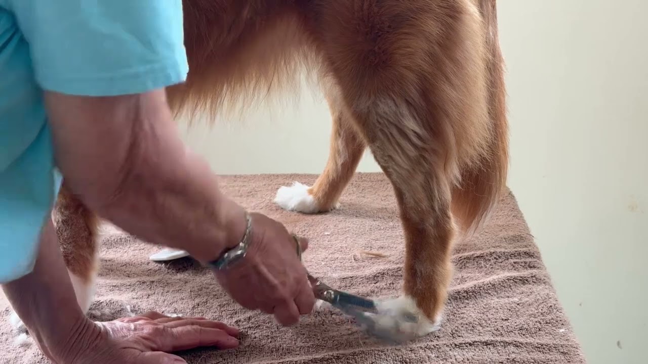 Duck Toller Grooming