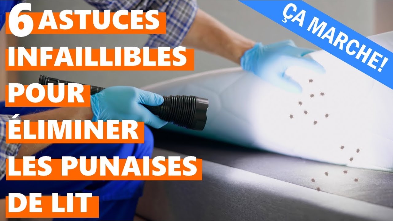 Comment éliminer les punaises de lit