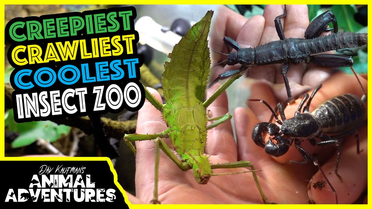 INSECT ZOO TOUR! Stick insects, scorpions, and more!