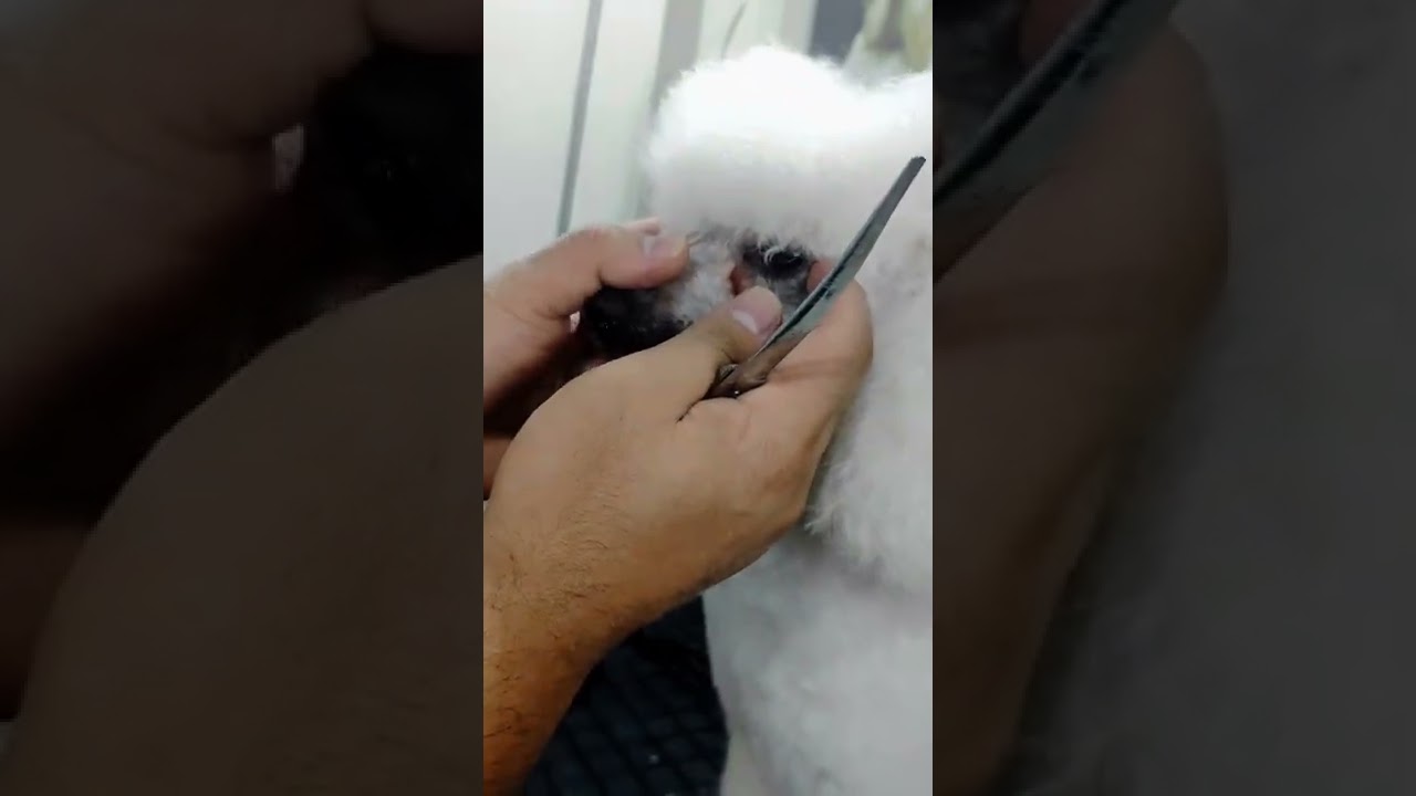 COPETE COMERCIAL EN POODLE PASO A PASO - PELUQUERIA CANIPETS