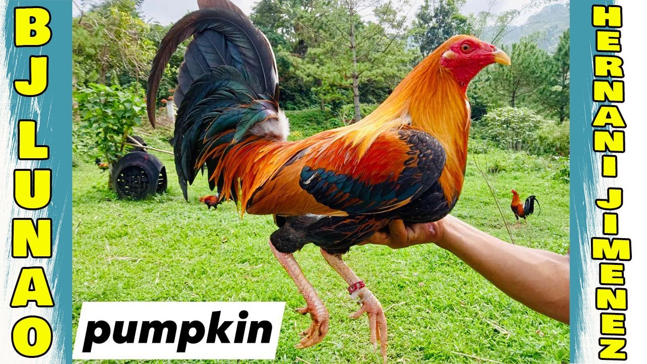 Pumpkin Beautiful Farm Hernani Boy Jimenez BJ LUNAO FARM - Big Farm In The Philippines