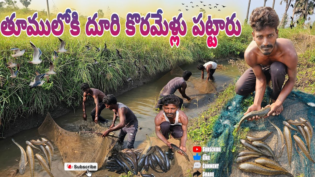 తూములోకి దూరి కొరమేళ్లు పట్టారు #fishing #penumudi #villagevlogs #fish #koramenu hunting #penumudi