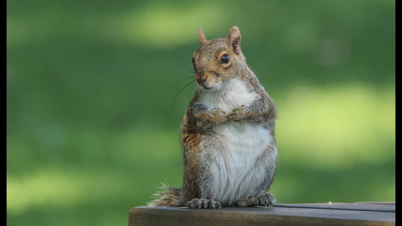 Squirrels, squirrels, squirrels Aug 2025