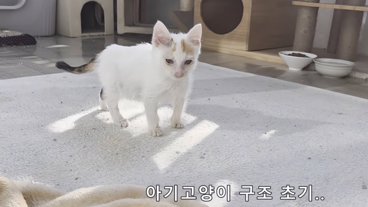 임보 4개월째, 냥이들 근황
