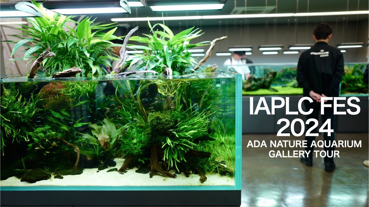 ADA IAPLC FESに参加してきました　#aquarium #ada #iaplc #アクアリウム