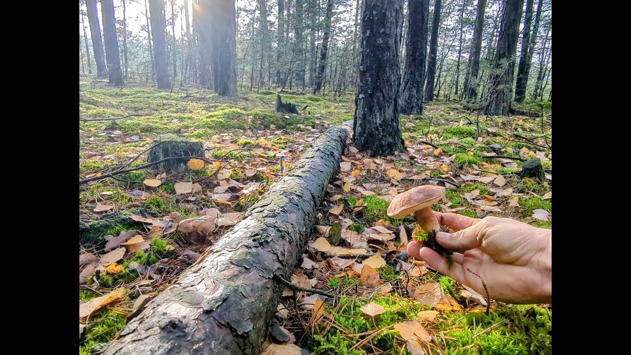 Foraging Wild Mushrooms in Central Poland - Mid November [NO TALKING]