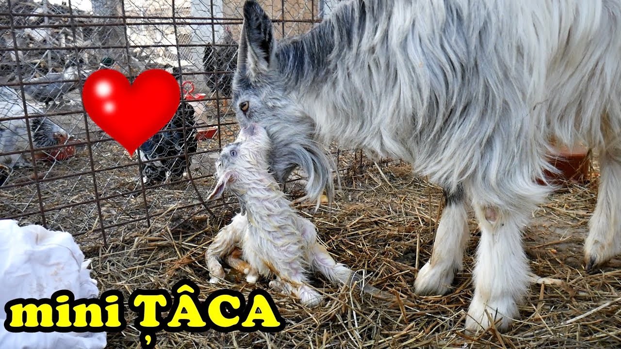 A NĂSCUT !! NOU MEMBRU ÎN FAMILIE - MINI ȚÂCA