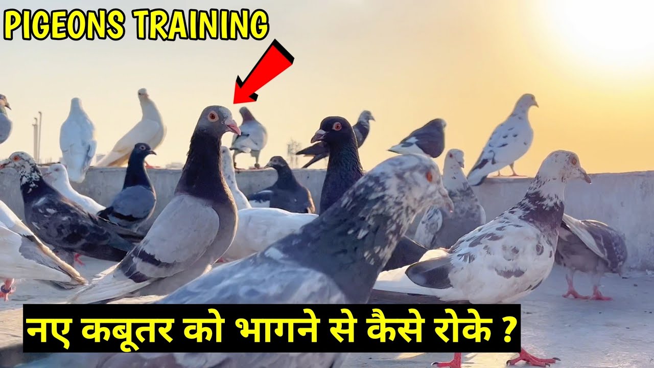 नए कबूतर को भागने से कैसे रोके ? || HOW TO TRAINED NEW PIGEONS