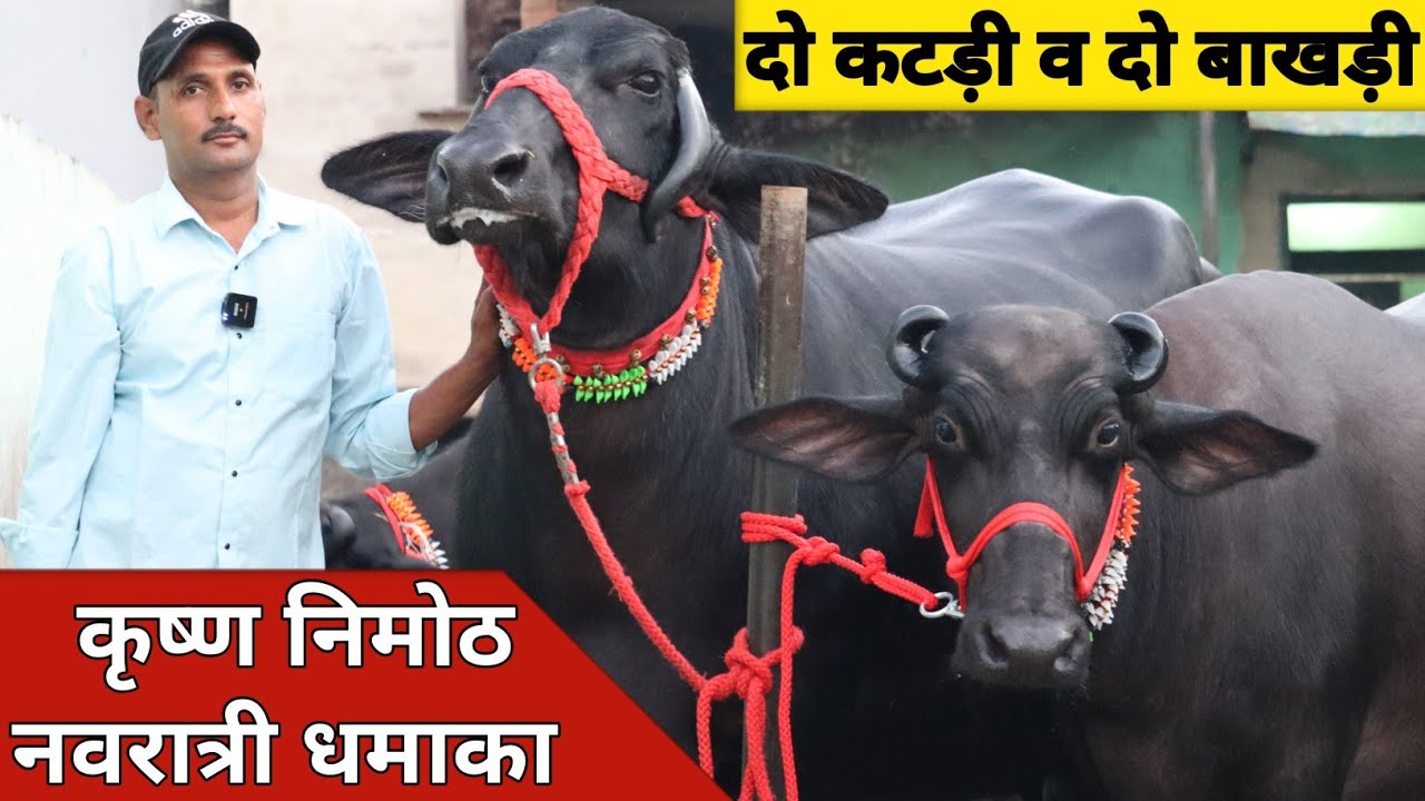 कृष्ण निमोठ स्पेशल नवरात्री धमाका, दो कटड़ी व दो बाखड़ी | Krishan Nimoth Dairy (8168095195)