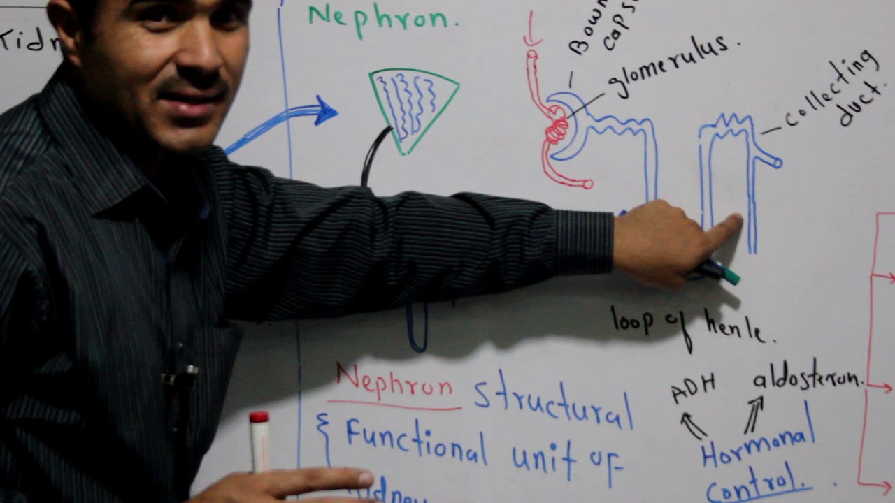 L-4 part1 Excretory or Urinary system of man, Nephron structure and function