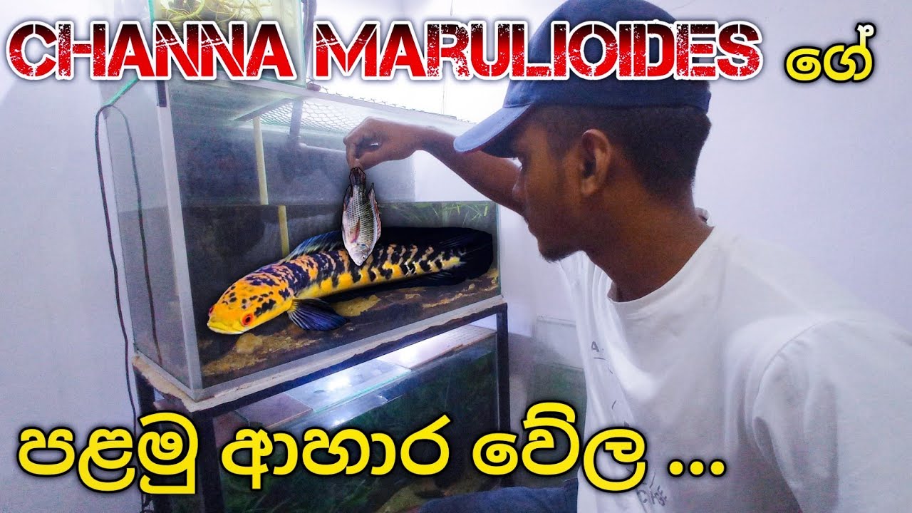 Feeding My Baby Emperor Snakehead Fish 🐍🍤 | අලුතින් ගෙනාපු මාලුවට කෑම ... 😋🐟 #snakehead