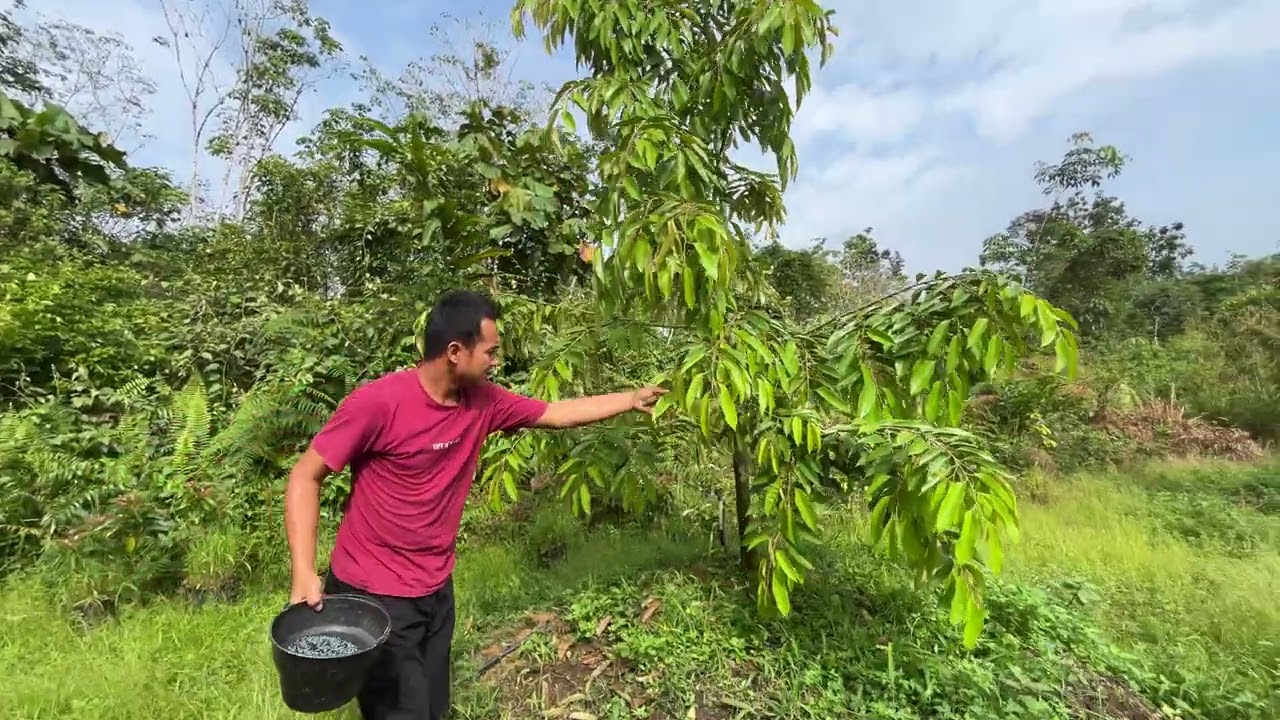 PEMUPUKAN DURIAN FASE VEGETATIF DURIAN SISTEM BUSUT ‼️ USIA 1,5 Tahun ✅✅