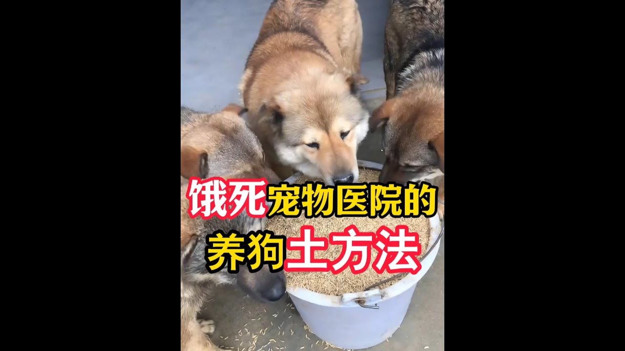 饿死宠物医院的养狗土方法，养狗省钱小妙招 #新手养狗 #养狗经验分享 #科学养宠攻略 #养狗小知识 #狗狗驱虫大作战