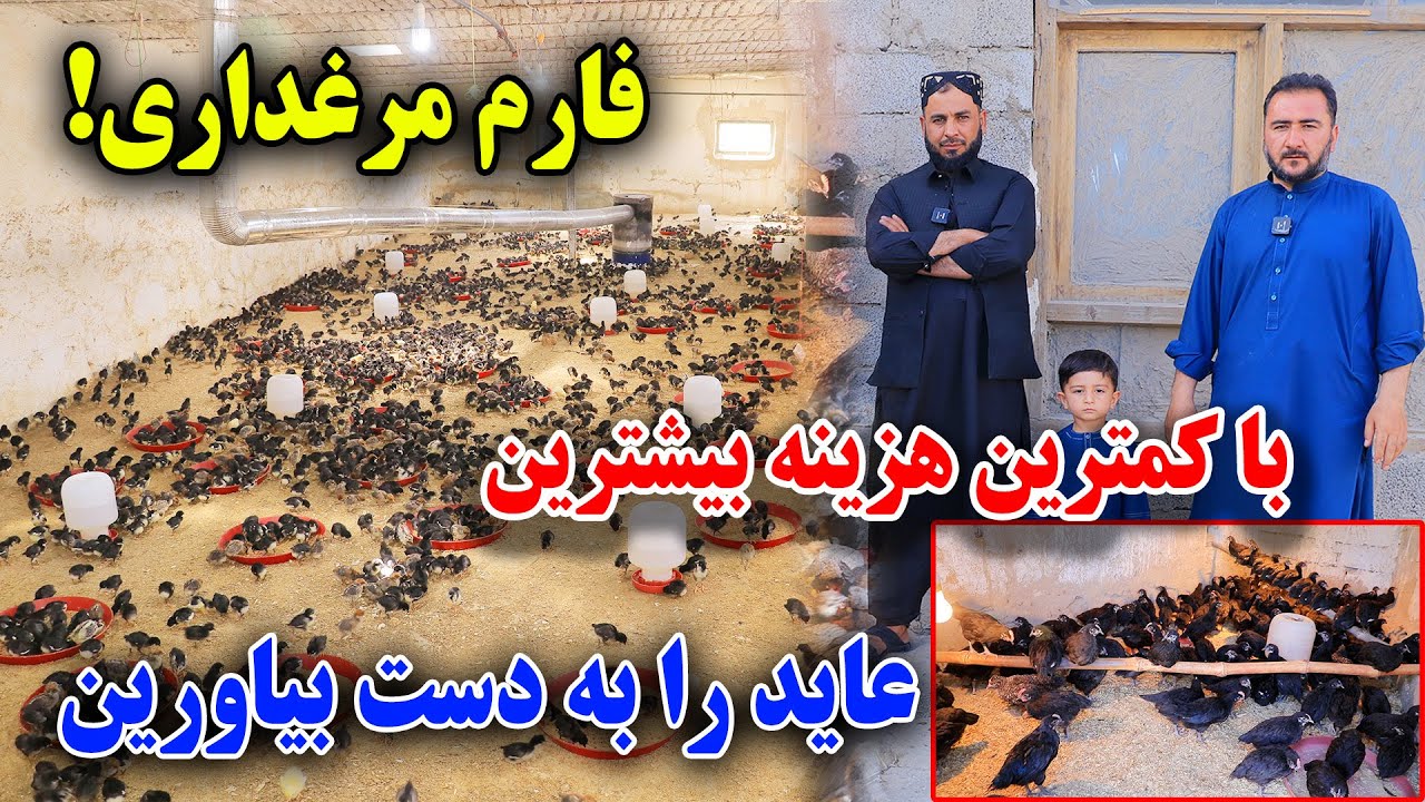 تجارت کوچک/ معلومات صفر تا صد مرغداری/با اندکترین پول خود را  سرمایه دار بسازید
