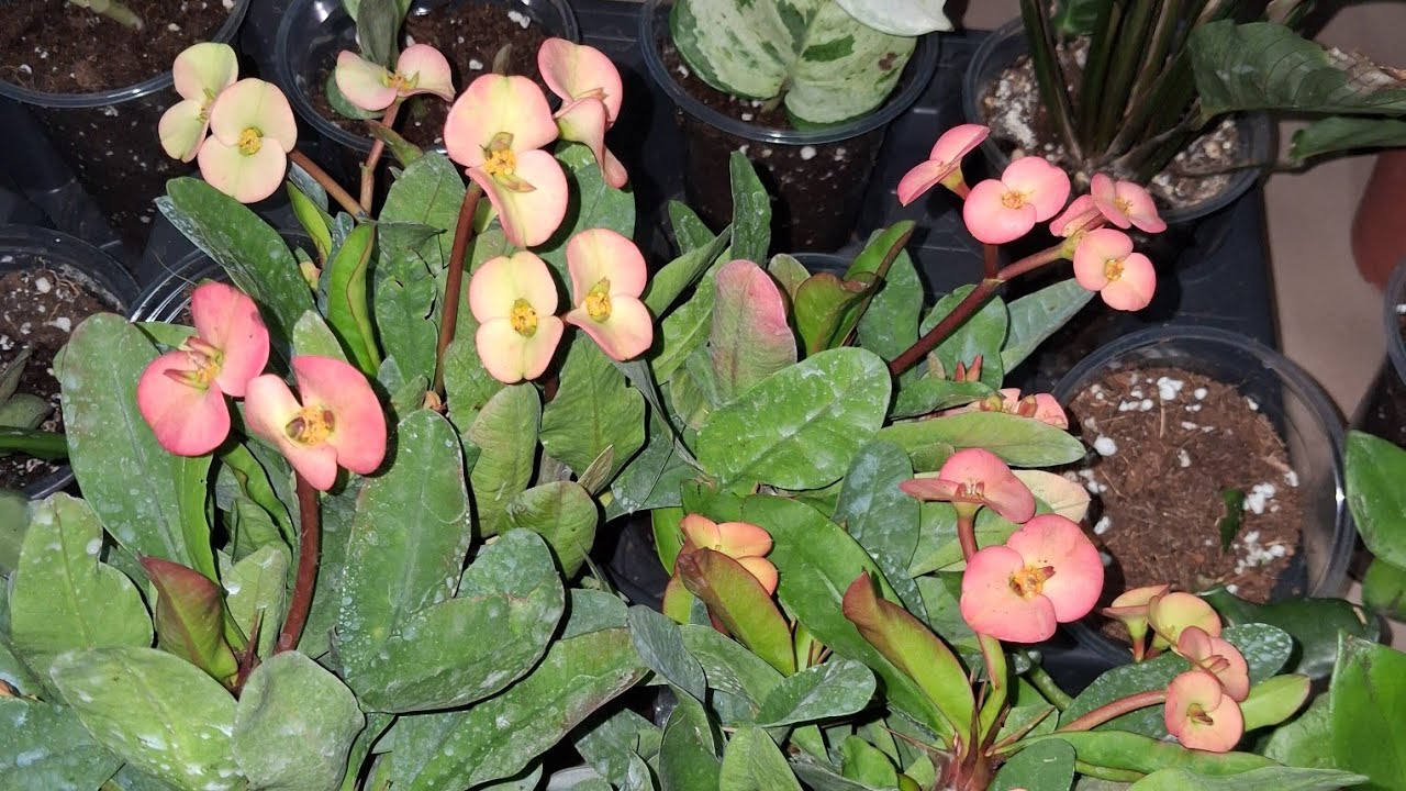 Milli#aglenoma#patos sarmaşıgı# ruj çiçegi# sukulent çeşitleri## abone ol#yorup yap🥰🥰🥰