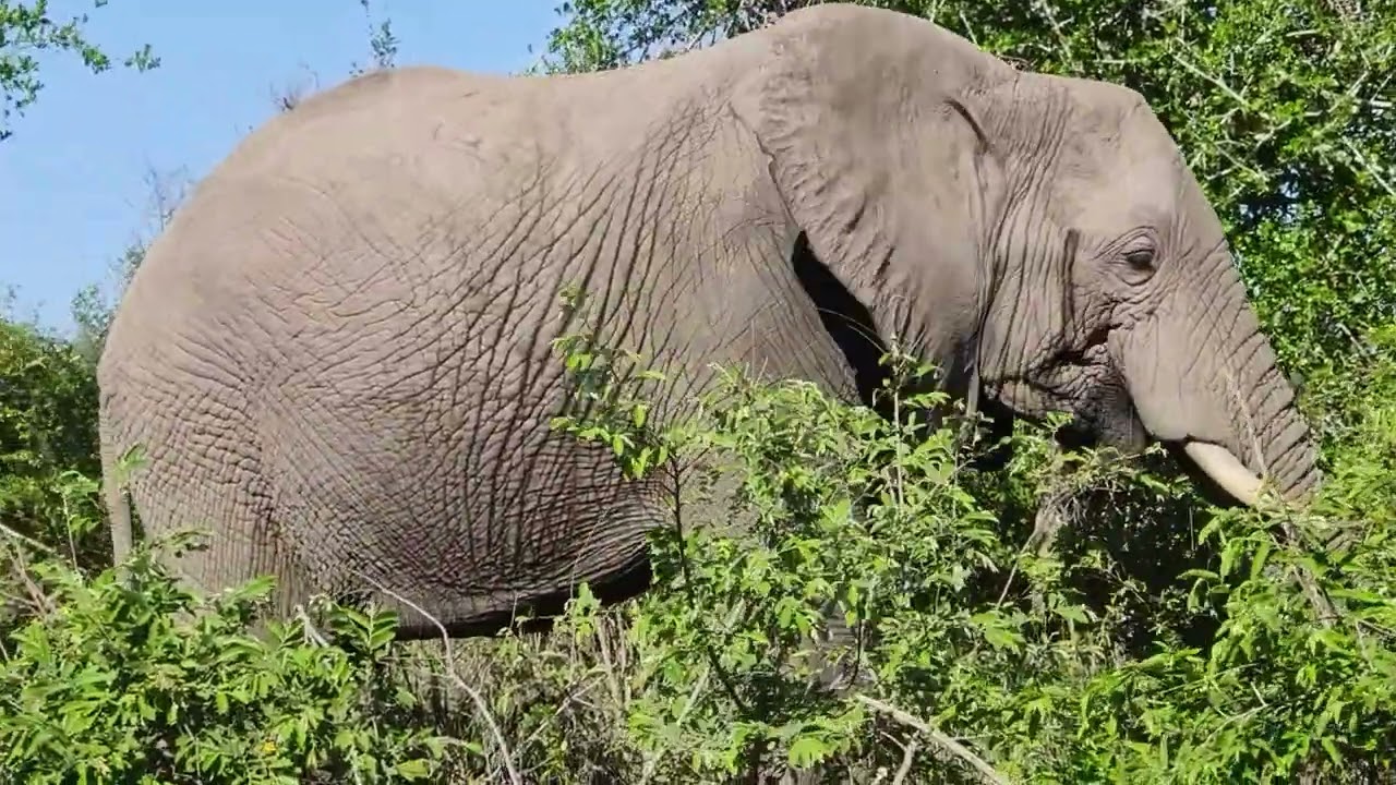 #wildlife#krugernationalpark#elephantfeelinghot#viralvideo#southafrica
