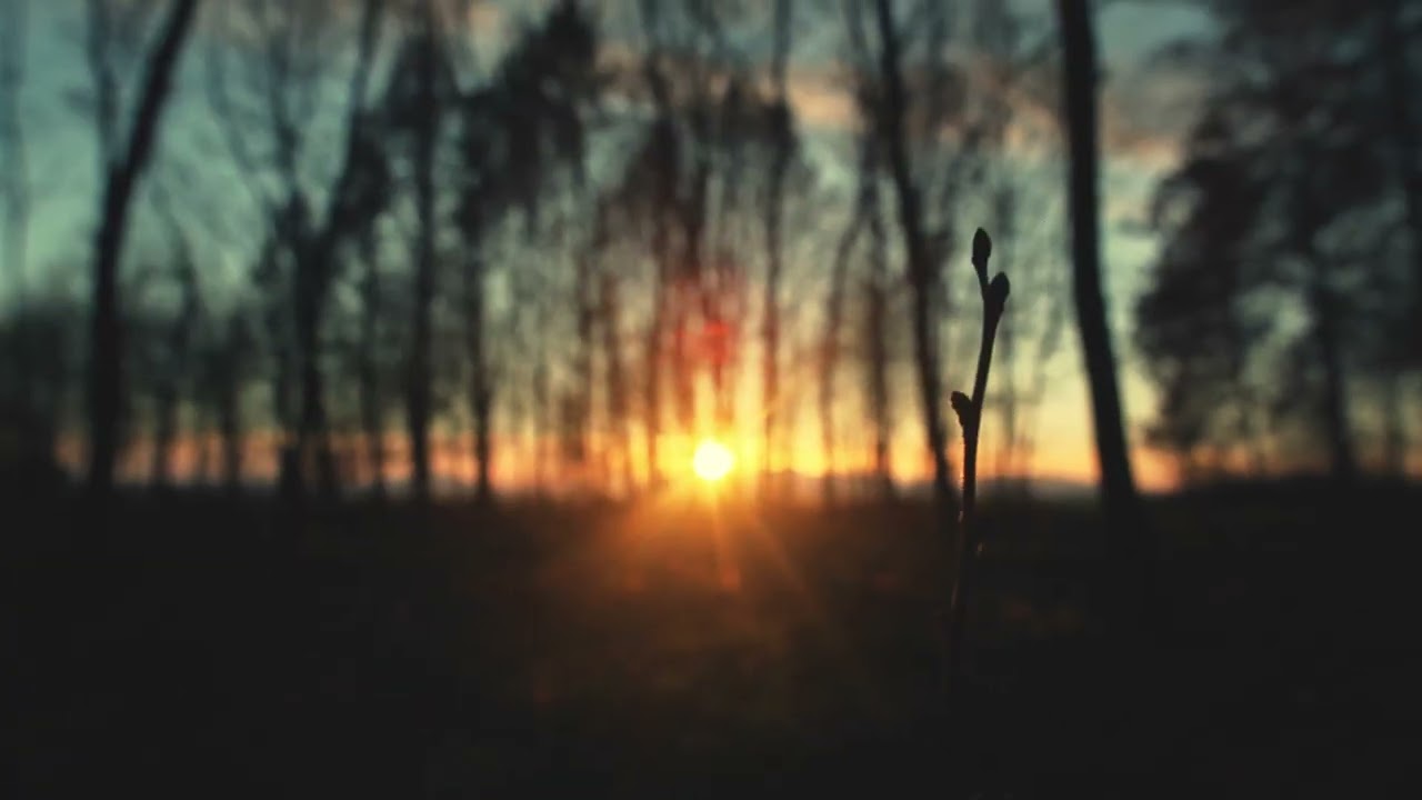 Beautiful Sunset Shining Through Forest Trees | Relaxing Nature Ambience 🌅🌲