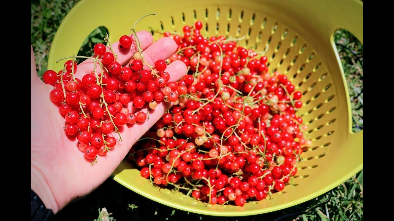 All About Growing Currants: Harvest & Growing Tips