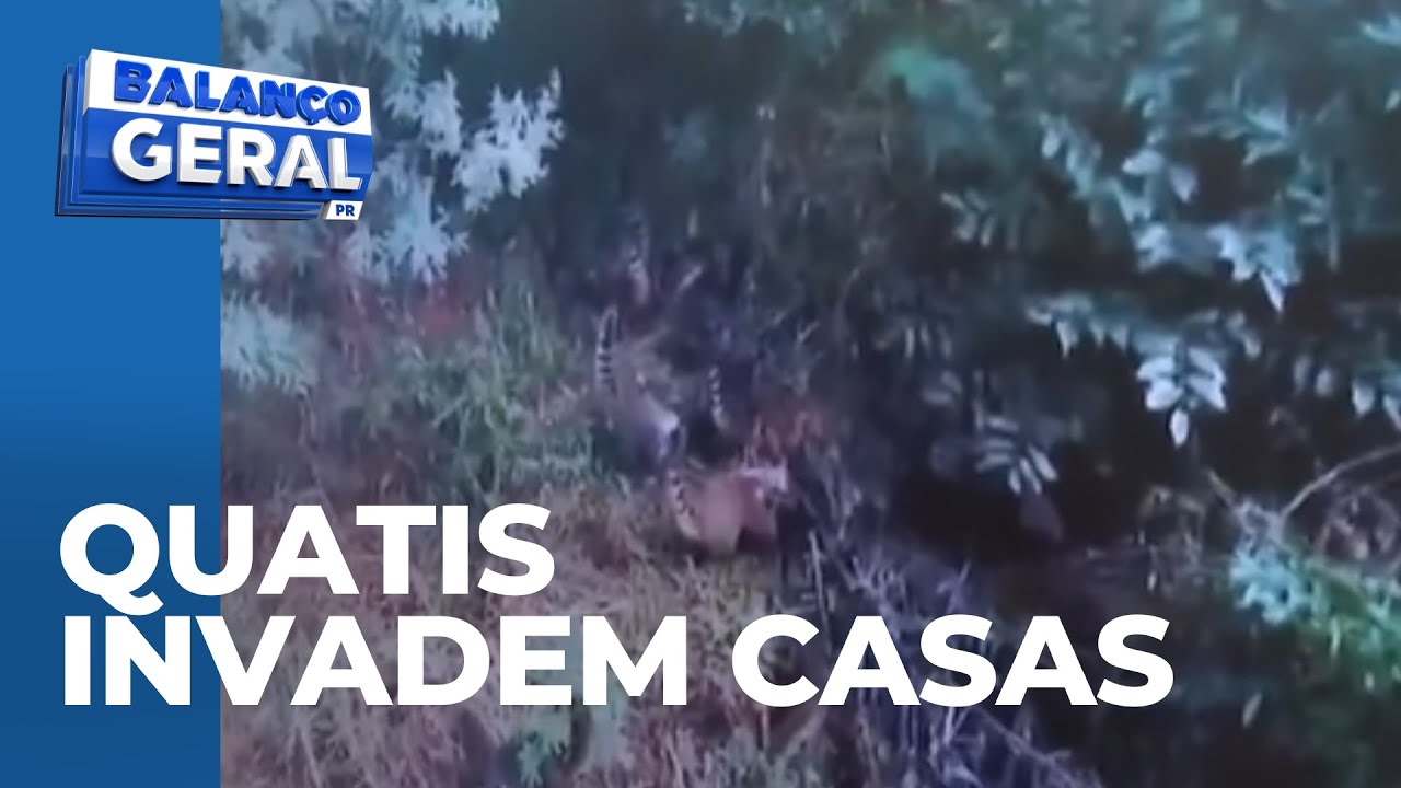 Grupos de quatis invadem casas e fazem a limpa