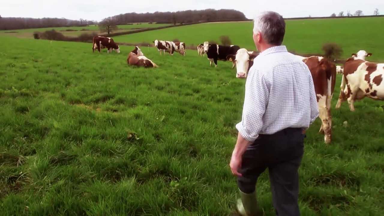 Free Range Dairy - Our cows going out to grass