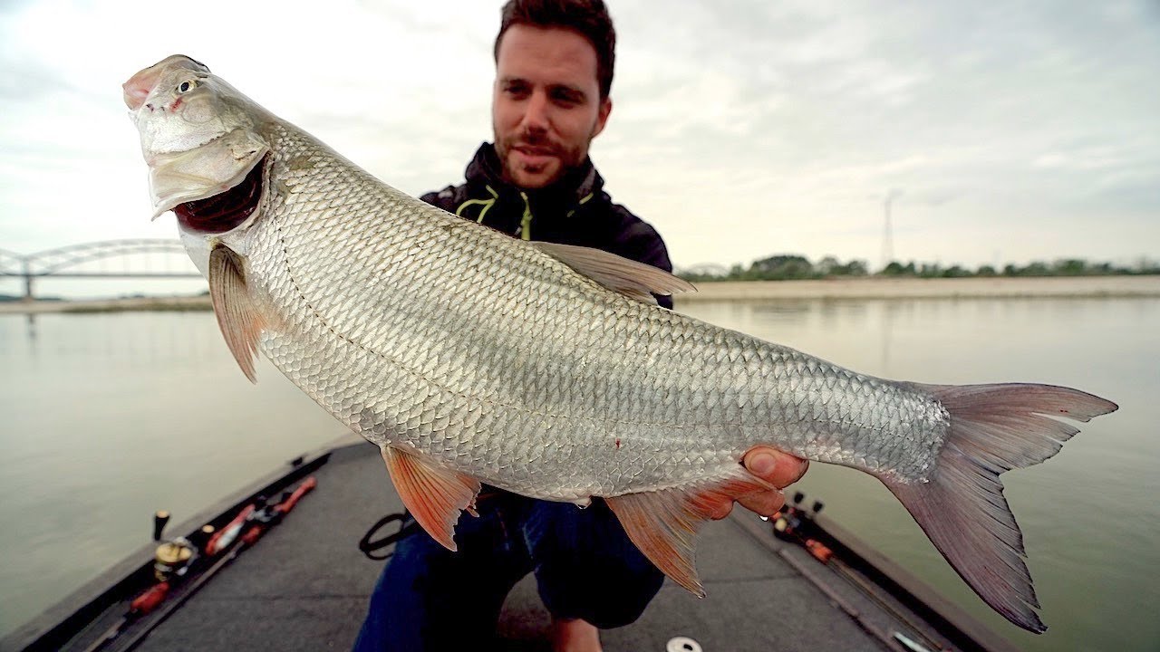 Pesca agli ASPI del PO a Galla - Top Water Asp Fishing
