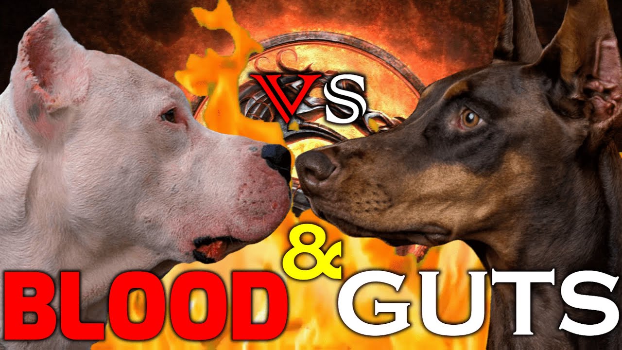 Dogo Argentino vs Doberman | Doberman vs Dogo Argentino | Powerful Guard Dog? | Billa Boyka |