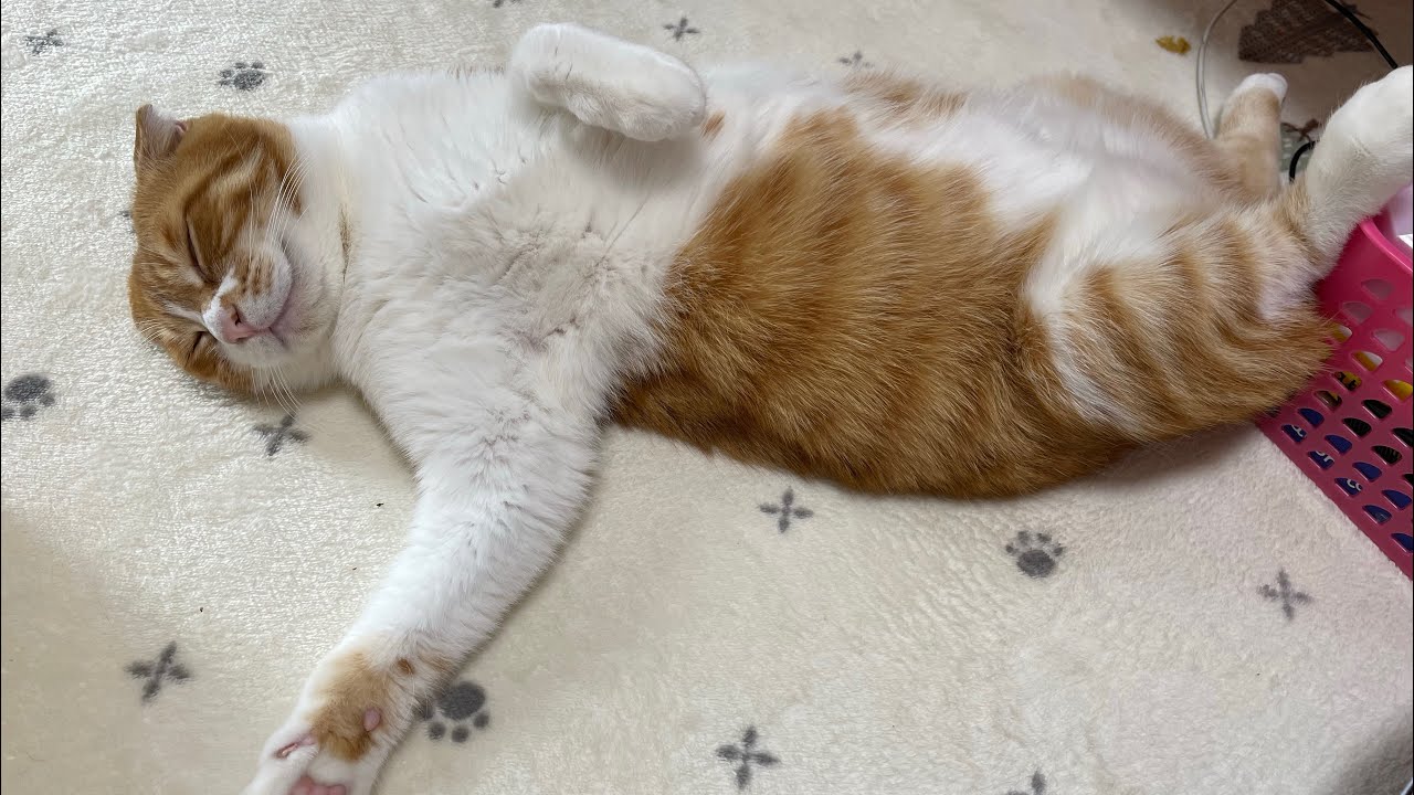 スコティッシュ5歳vs保護猫7ヶ月  勝つのはどっち？？