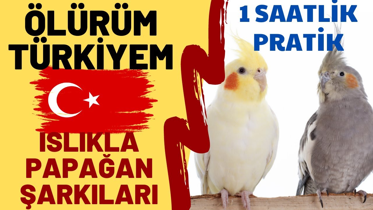 ISLIKLA ÖLÜRÜM TÜRKİYEM 1 SAAT - ISLIKLA PAPAĞAN ŞARKILARI - TÜRKİYEM SULTAN PAPAĞANI