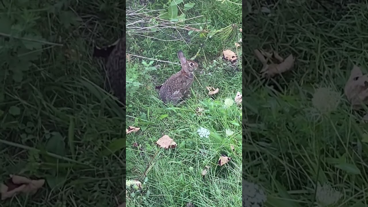 Wild rabbit sprint, Divlji zec sprint