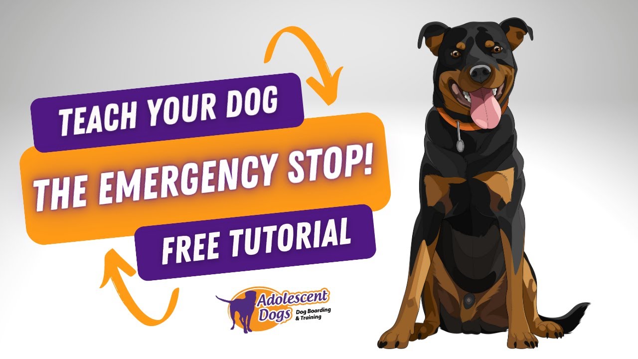 How to teach your dog the Emergency STOP cue!