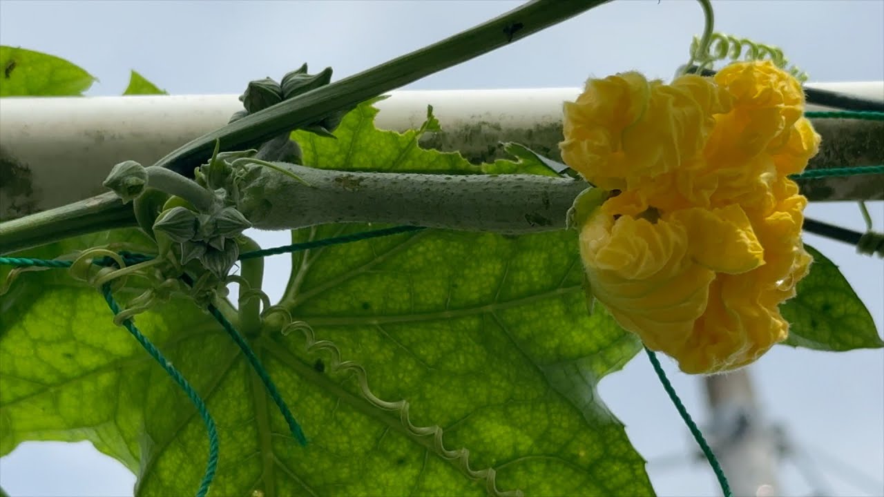 【ゆる〜い理科教室082】《ヘチマの花のつくり》#小学校理科5年生#花から実へ#ヘチマ#雄花#雌花