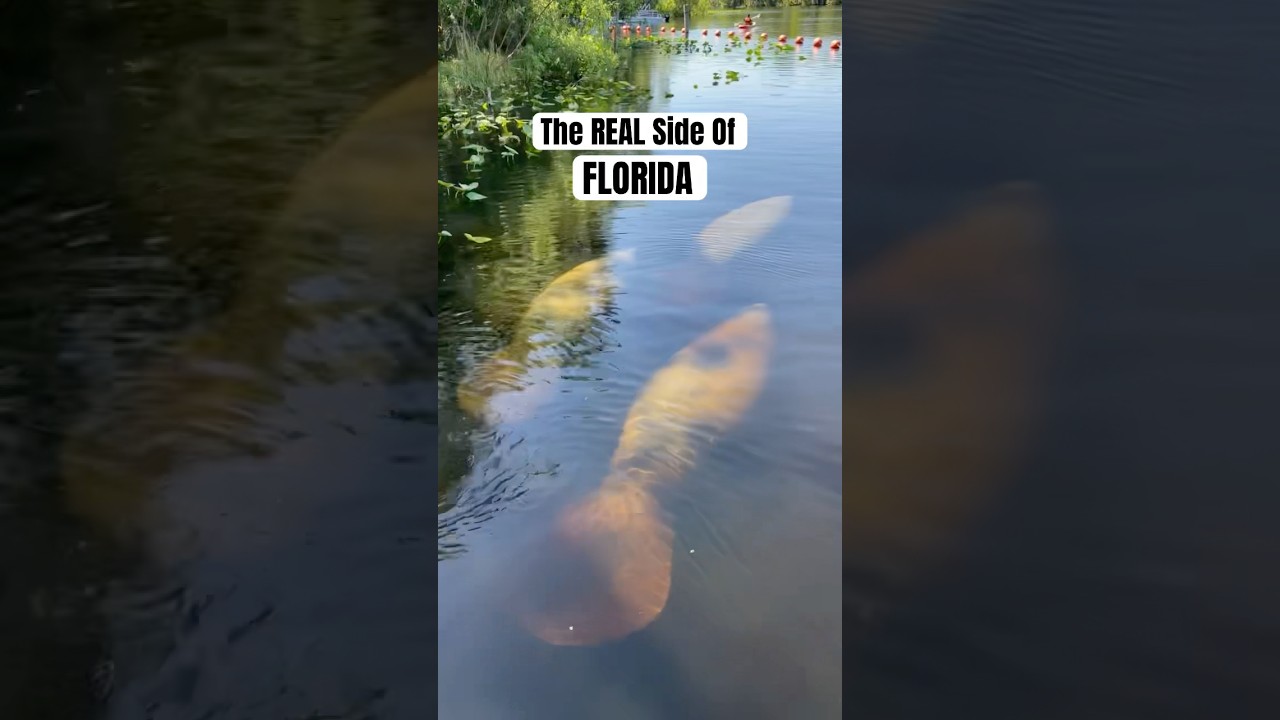 The True MAGICAL Side of Florida #visitflorida #wildlife #florida