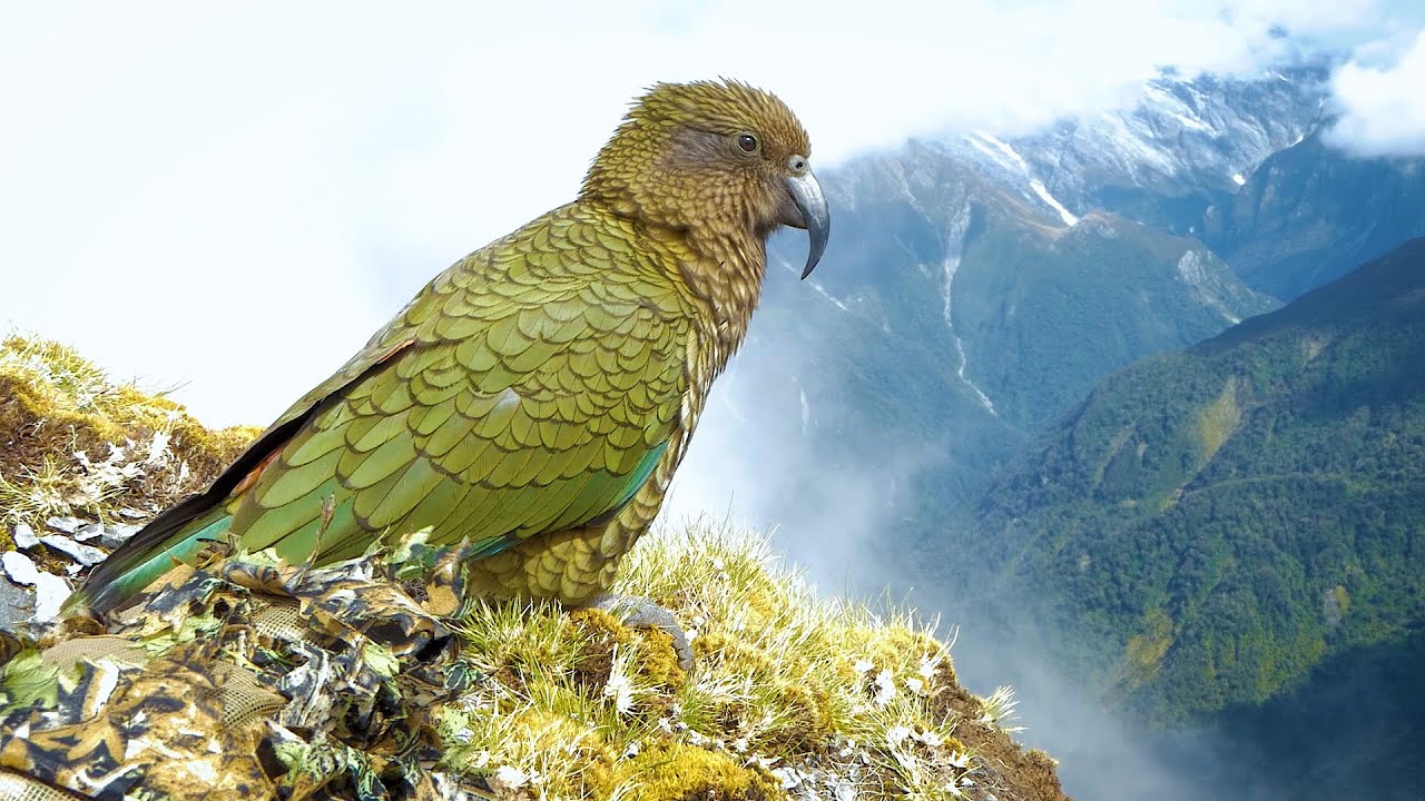2021 Ep. 9  (Part 2) - Tahr & chamois - Whataroa / FUN high country game & historic hut find.