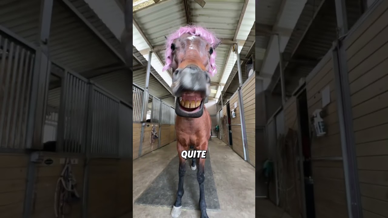 Horses are quite interesting animals.#animals #cute #shorts