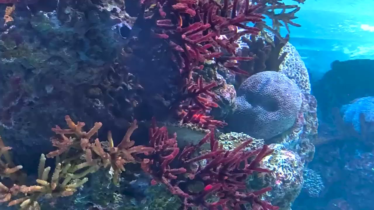 aquarium - Golden Hall mall
