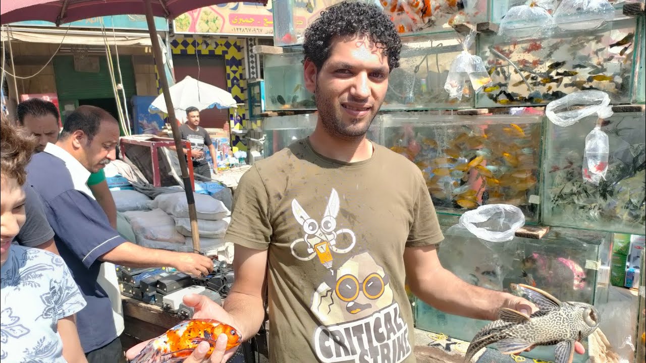 سوق الجمعه بالسيدة عائشة اسعار اسماك الزينه واشرس انواع اسماك الزينه 🐋🐟🐬🐠🦈🦐🐢☠️