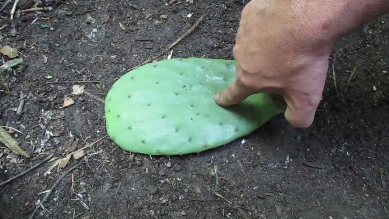 Como Plantar Nopales Para que No Se Pudran
