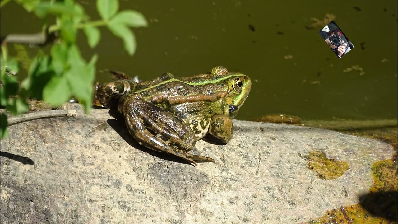 Les Grenouilles Anoures et Rieuses de l'Etang du Mouchet  -  Chavannes   (Drôme ) France