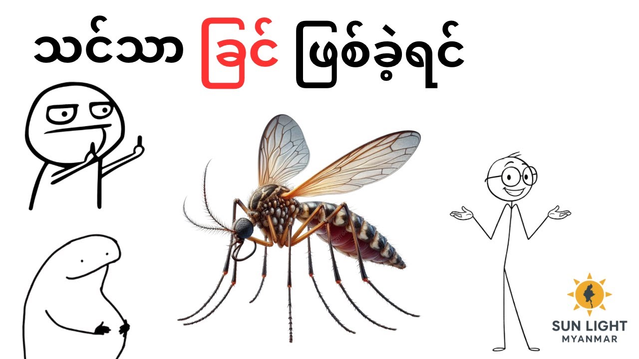 သင်သာ ခြင် ဖြစ်ခဲ့ရင်