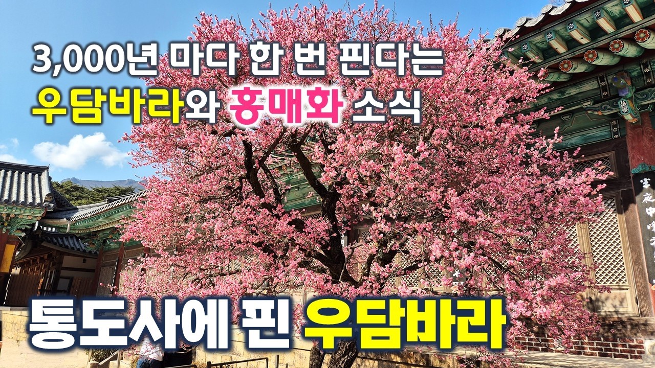 통도사에 핀 우담바라와 홍매화 소식 | 홍매화 만개 | 3,000년 마다 한 번 핀다는 우담바라 꽃 | 자장매, 분홍매, 만첩홍매, 능수매화 | 양산, 사찰여행, 트레킹